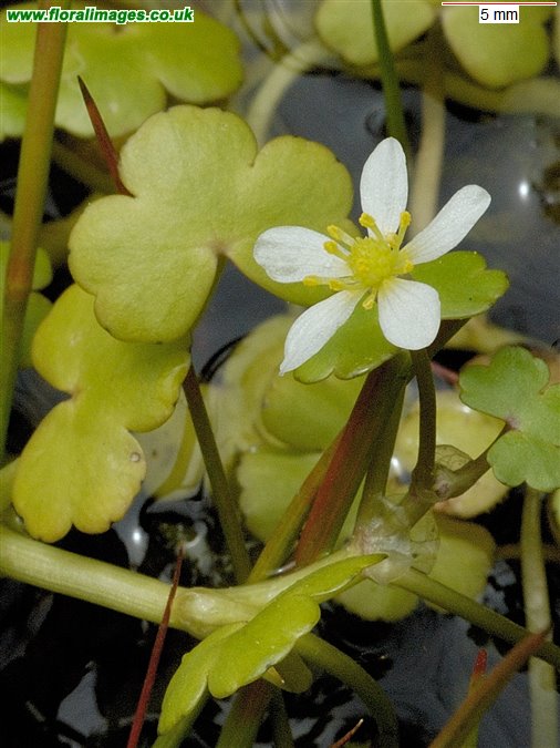 Ranunculus omiophyllus