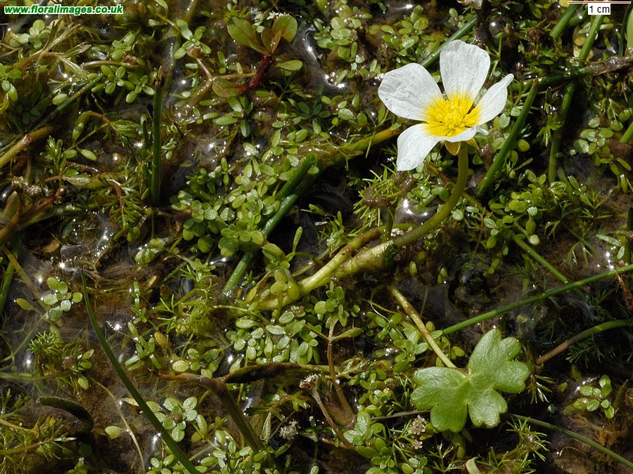 Ranunculus peltatus