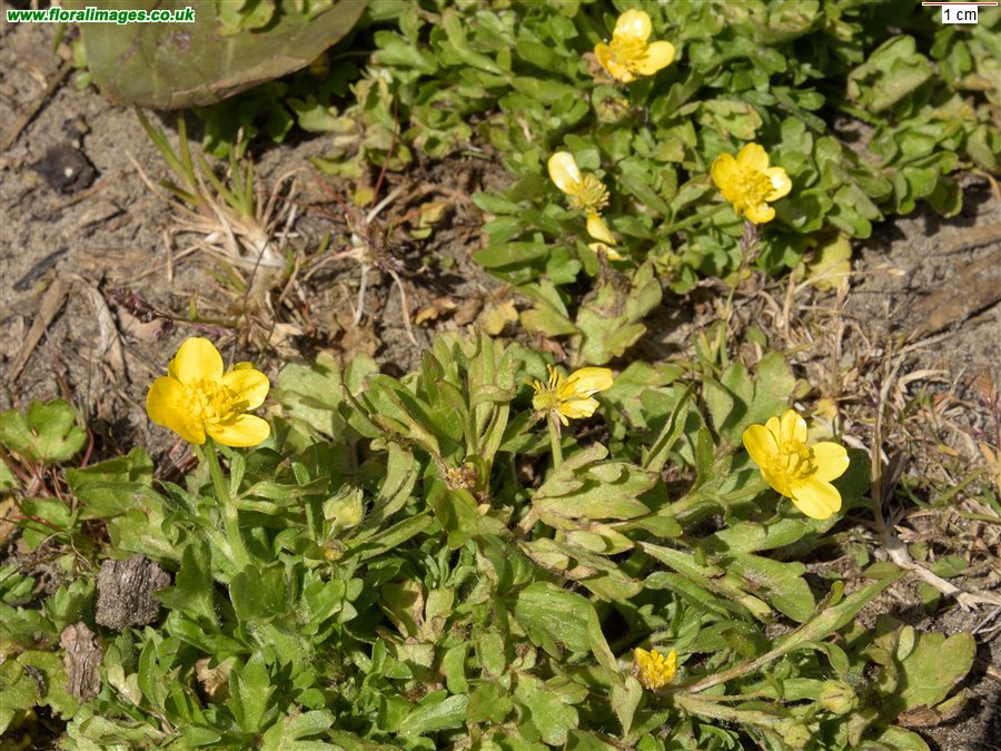 Ranunculus sardous