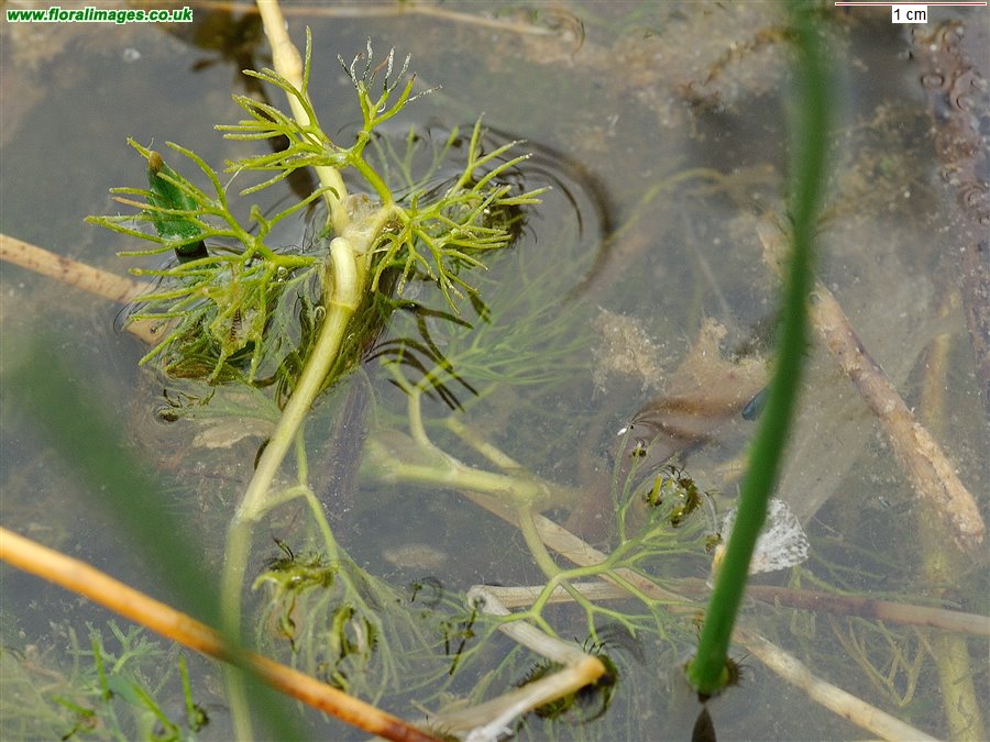 Ranunculus trichophyllus