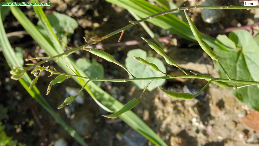 Raphanus raphanistrum