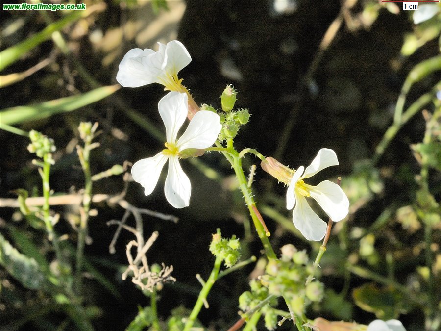 Raphanus raphanistrum