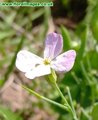 Raphanus raphanistrum