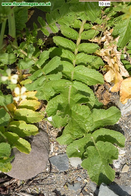 Raphanus raphanistrum