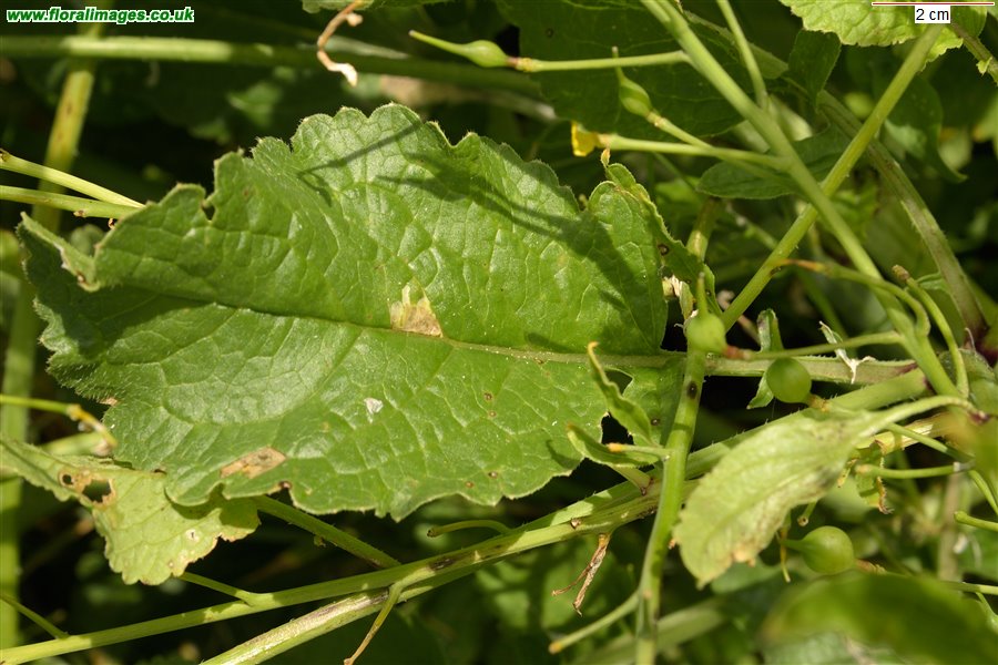 Raphanus raphanistrum