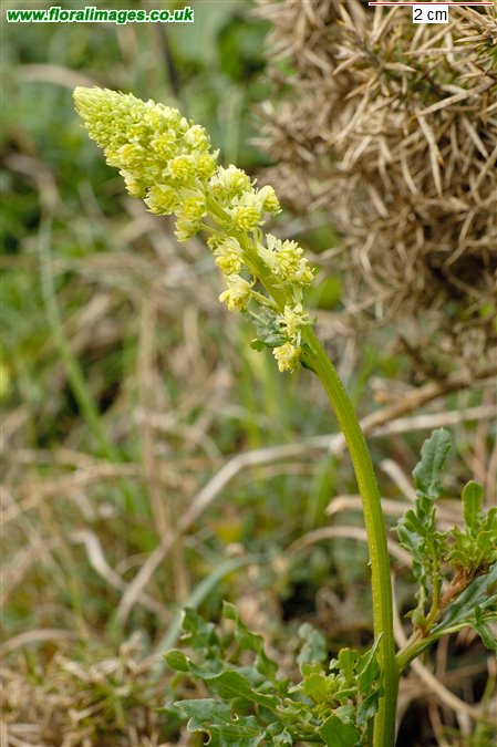 Reseda lutea