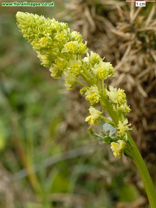Reseda lutea