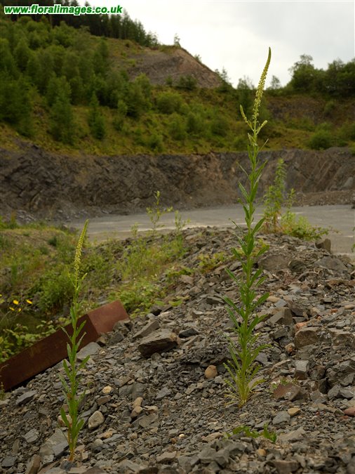 Reseda luteola