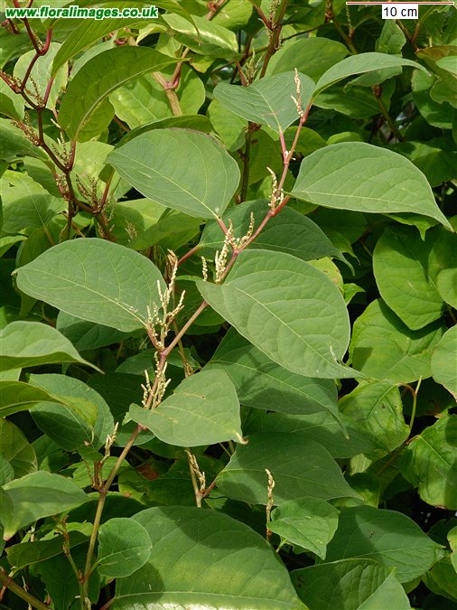 Reynoutria japonica