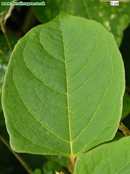 Reynoutria japonica