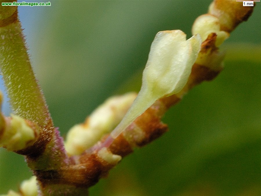 Reynoutria japonica