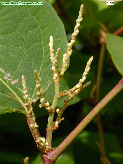 Reynoutria japonica