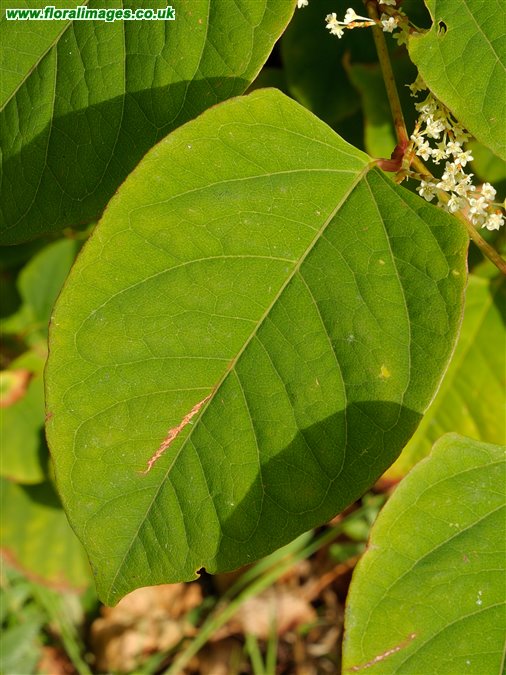 Reynoutria japonica