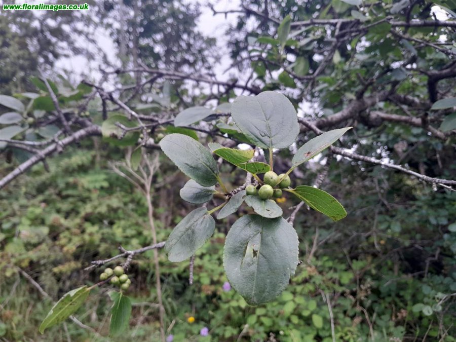 Rhamnus cathartica