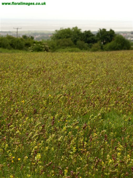 Rhinanthus minor