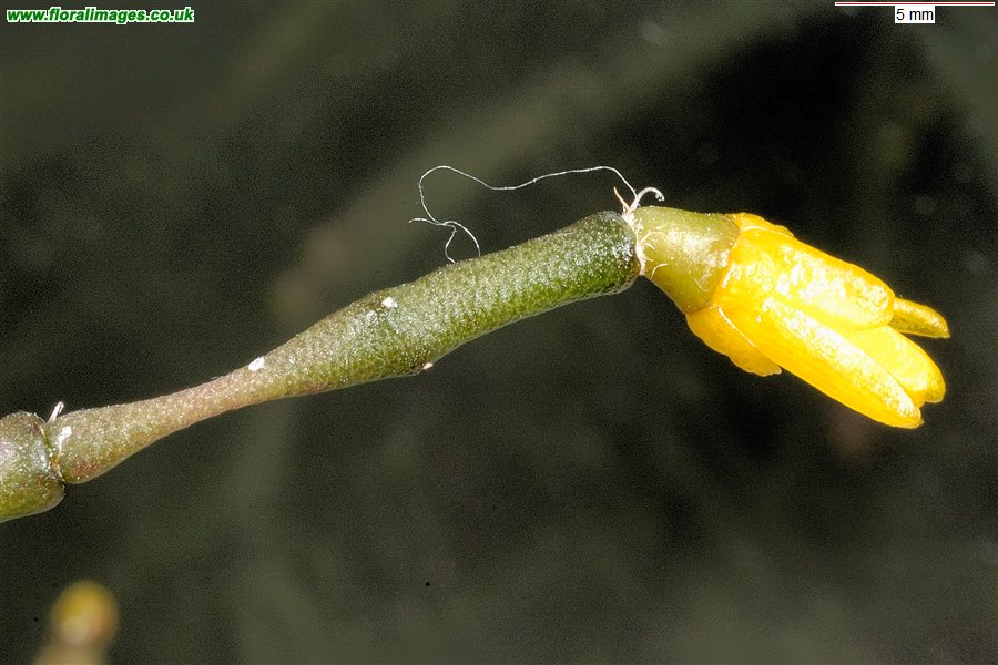 Rhipsalis salicornioides
