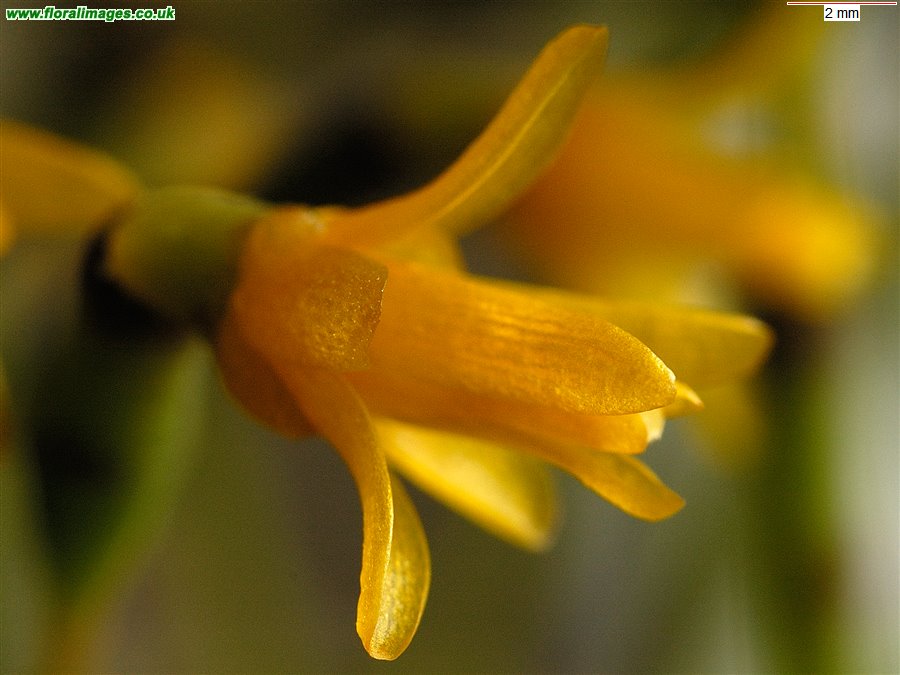 Rhipsalis salicornioides