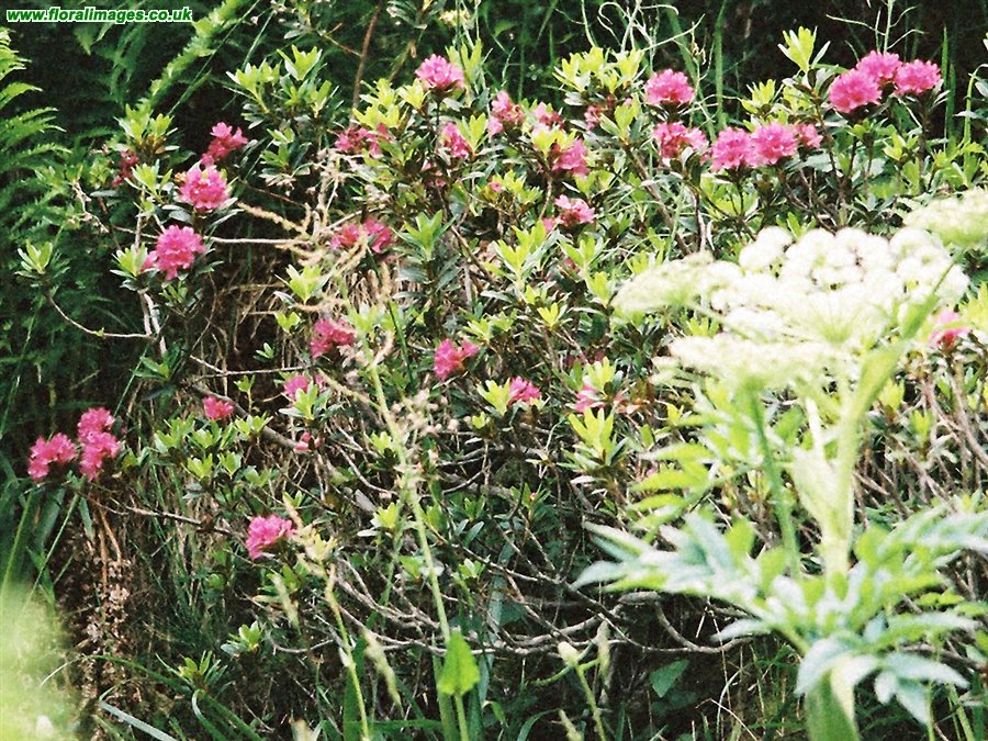 Rhododendron ferrugineum