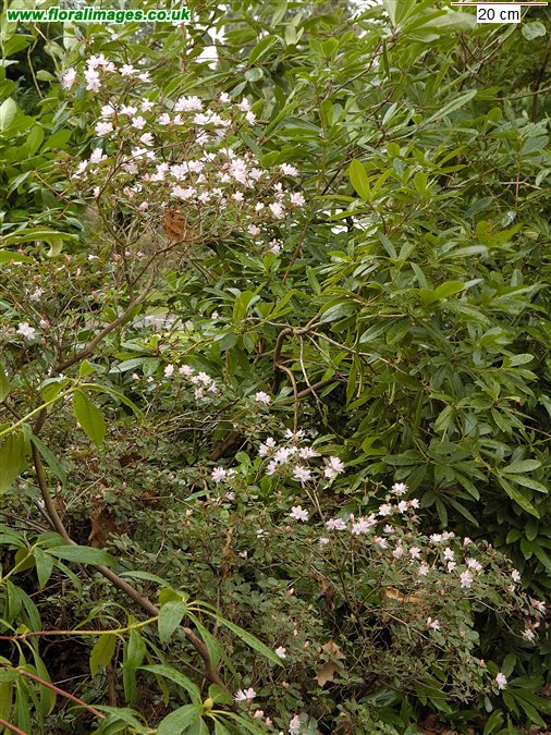Rhododendron racemosum