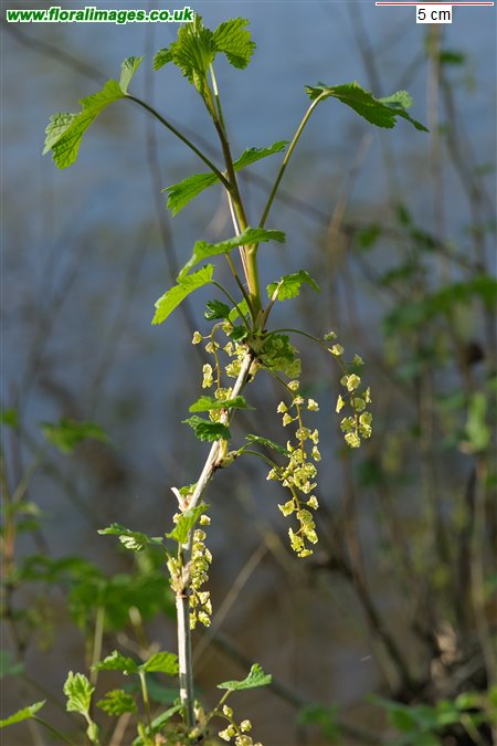 Ribes rubrum