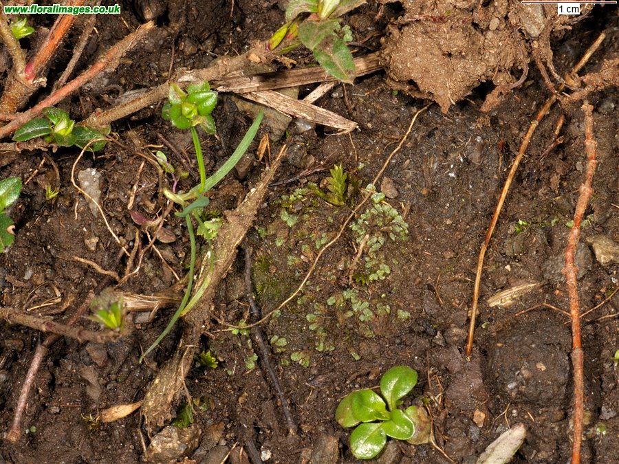 Riccia nigrella