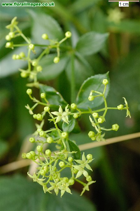 Rubia peregrina