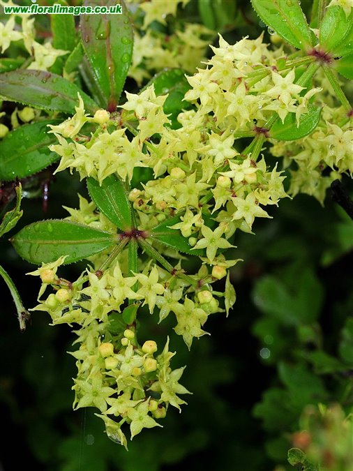 Rubia peregrina