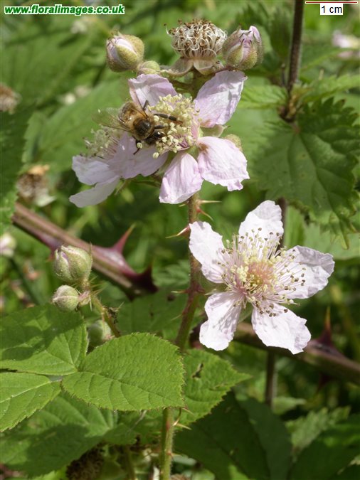 Rubus ariconiensis