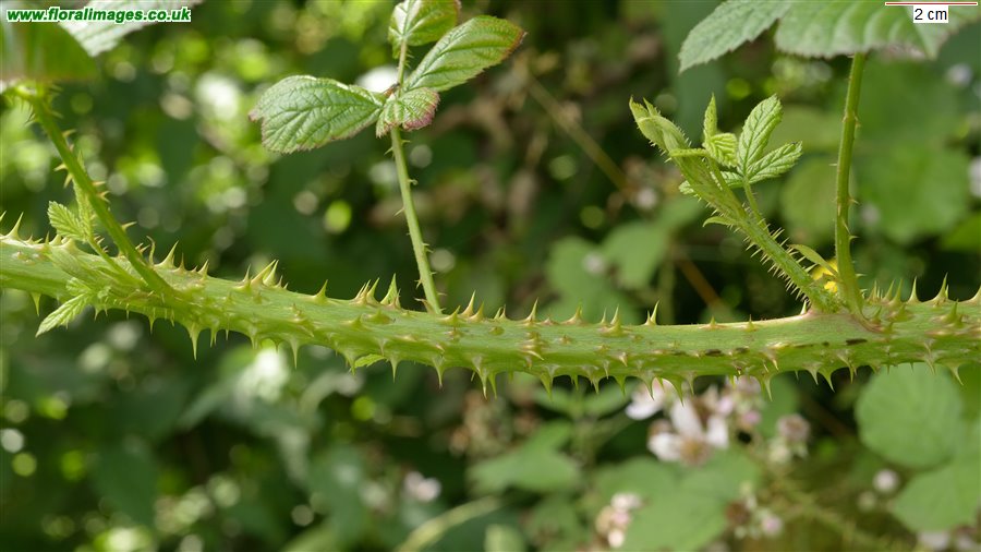 Rubus ariconiensis