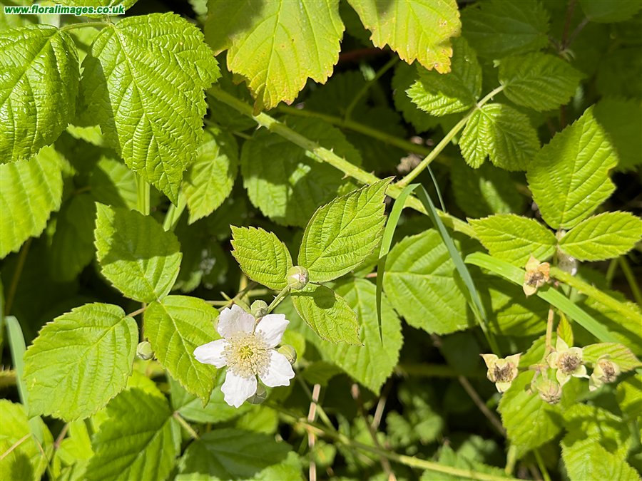 Rubus caesius