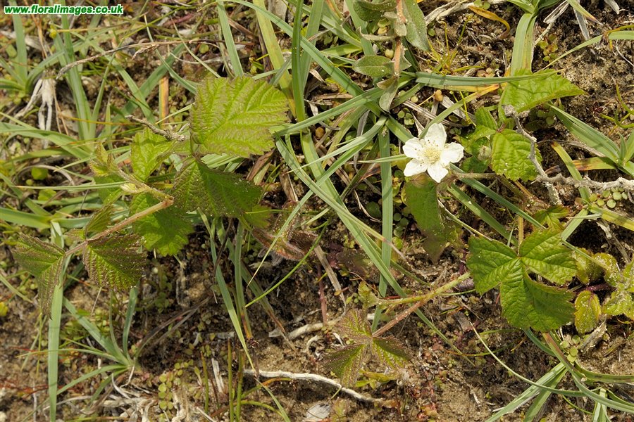 Rubus caesius