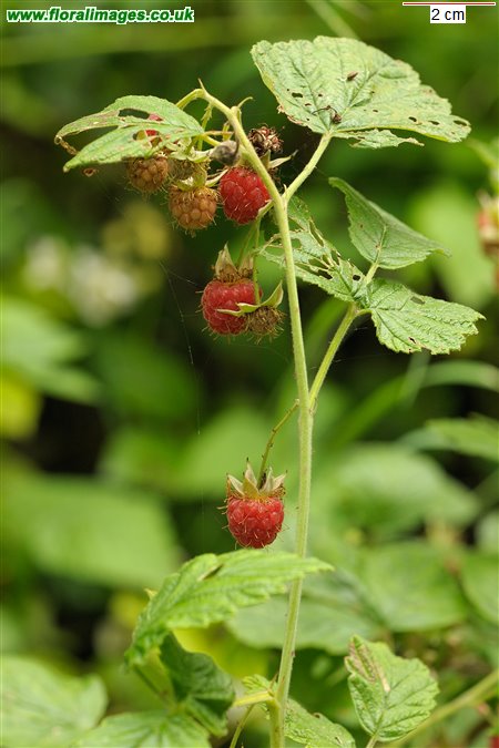 Rubus idaeus