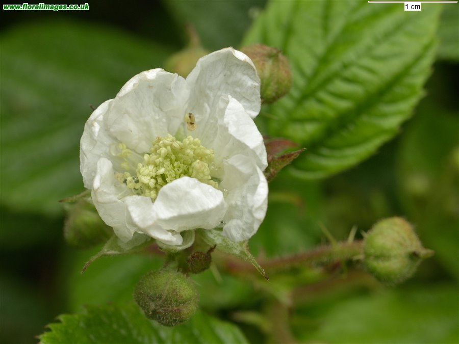 Rubus tuberculatus