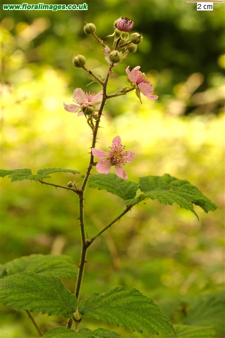Rubus vestitus