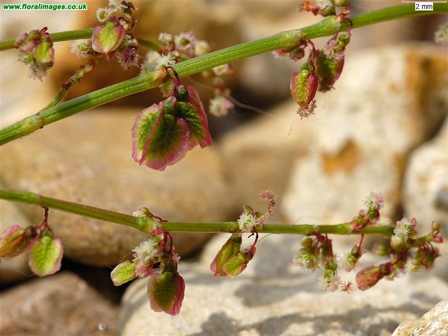 Rumex acetosa