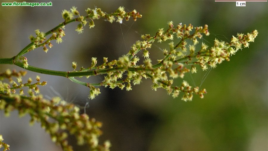 Rumex acetosella