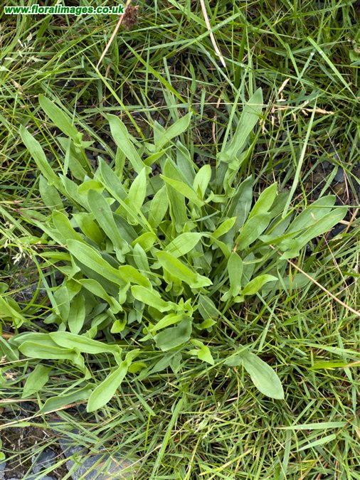 Rumex acetosella