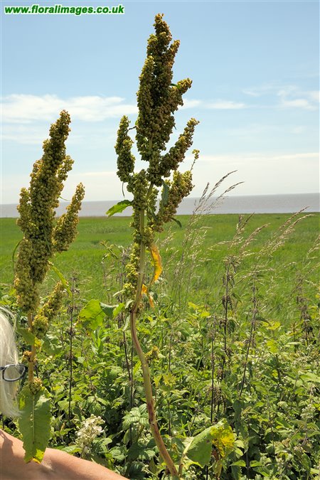 Rumex cristatus