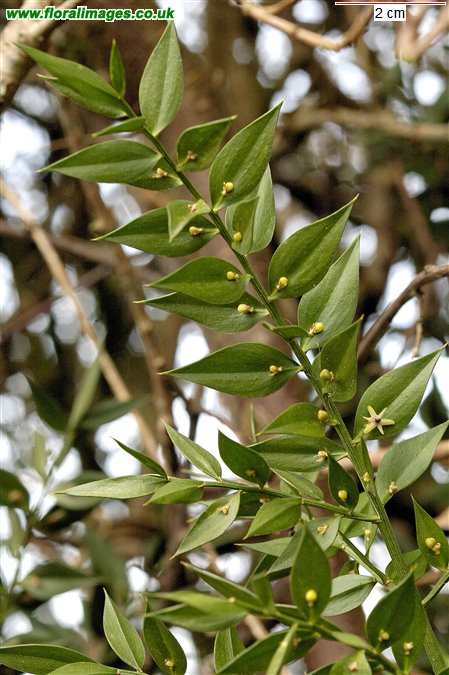 Ruscus aculeatus