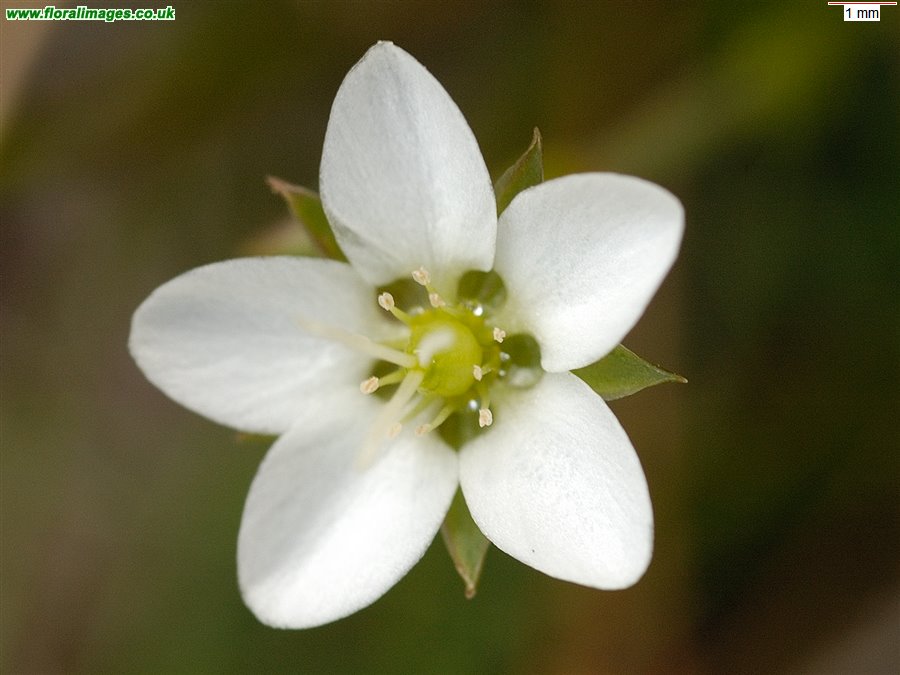 Sabulina verna