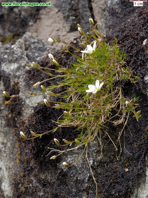 Sabulina verna
