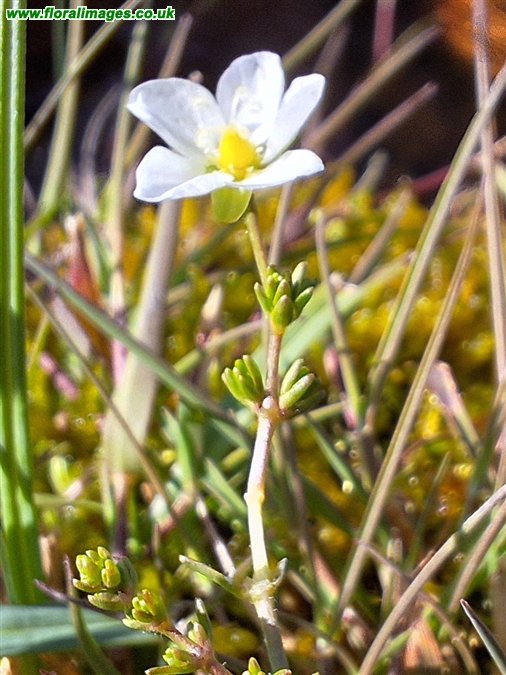 Sagina nodosa