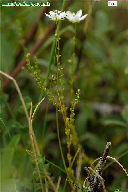 Sagina nodosa