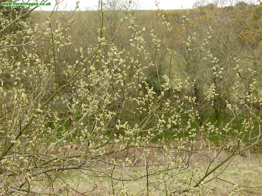 Salix caprea
