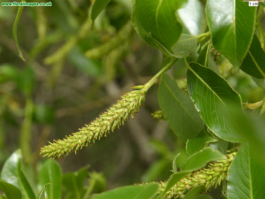 Salix pentandra