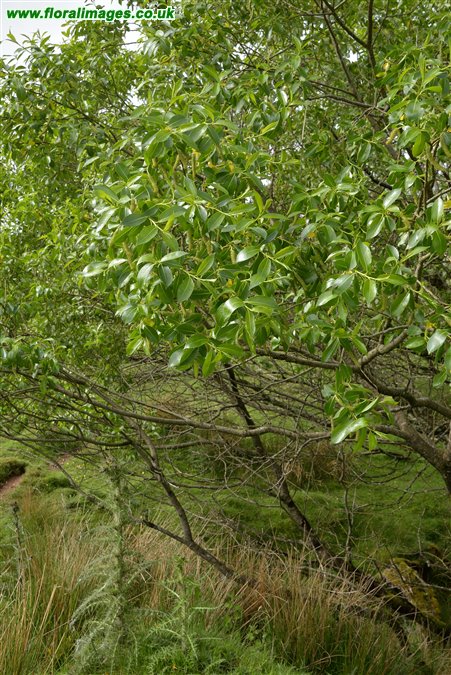 Salix pentandra