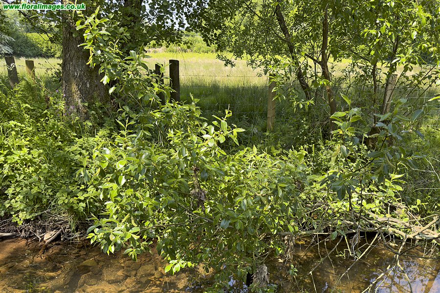 Salix pentandra
