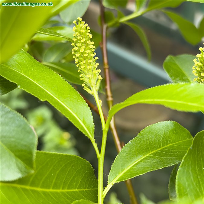 Salix pentandra
