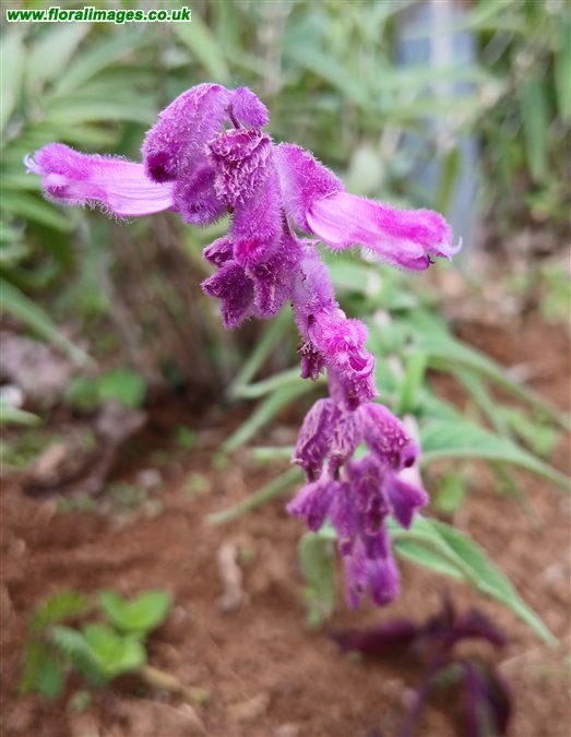 Salvia leucanthe
