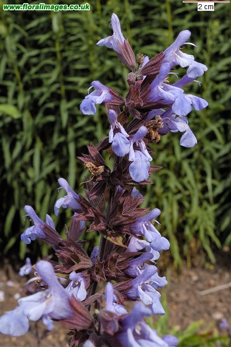 Salvia officinalis